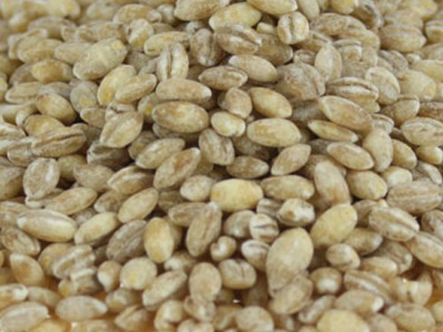 Barley