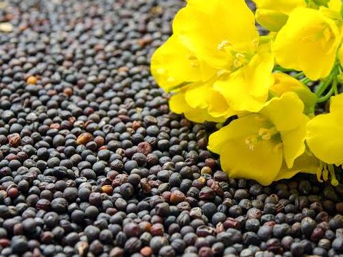 canola