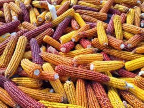 corn