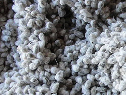 Cottonseed