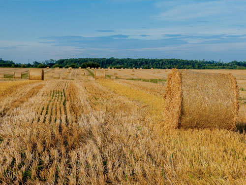Grains