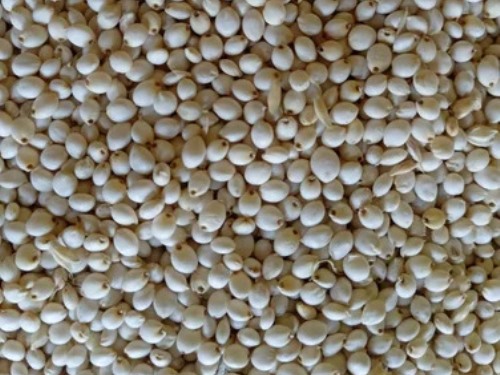 White Sorghum